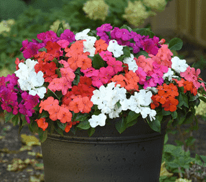 Busy lizzie(Impatiens walleriana)