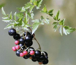 Pepper vine(Ampelopsis arborea)