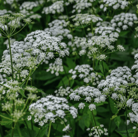 Ground elder