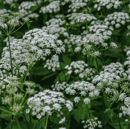 Ground elder