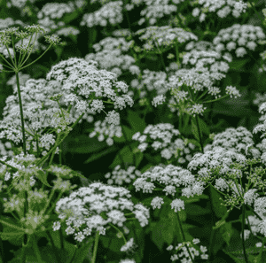 Ground elder(Aegopodium podagraria)