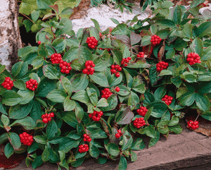 Bunchberry dogwood(Cornus canadensis)