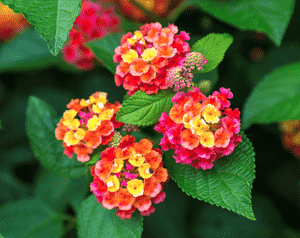 Common lantana(Lantana camara)