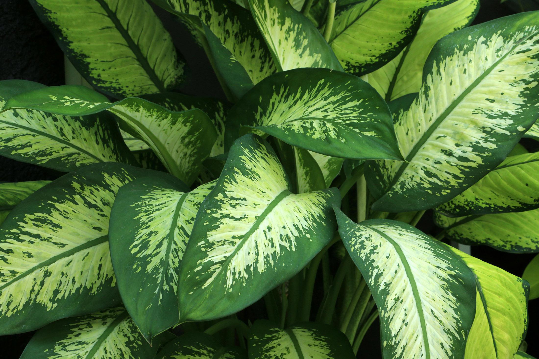 Dieffenbachia