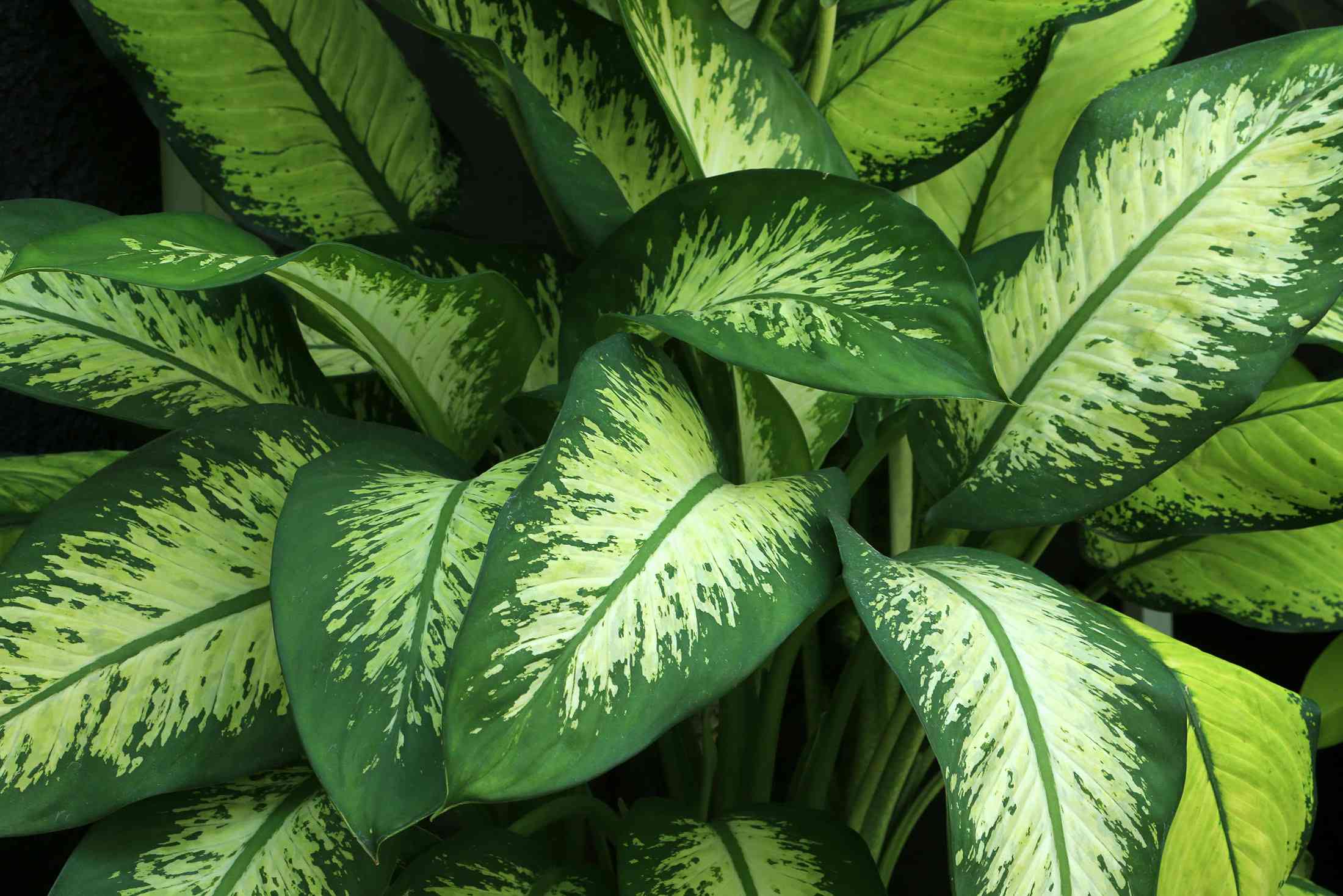 Dieffenbachia