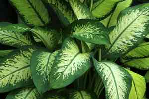 Dieffenbachia(Dieffenbachia seguine)