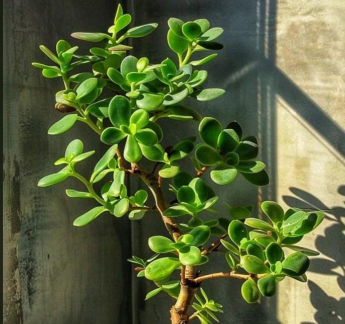 Optimal Soil for Growing Jade plant: What You Need to Know | ForwardPlant