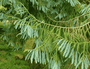 Chinese coffintree(Taiwania cryptomerioides)