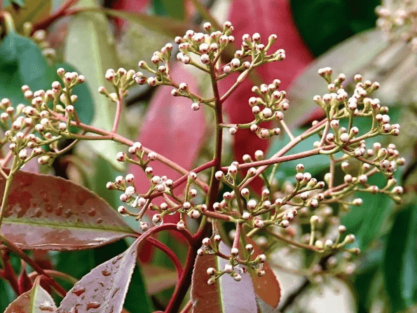 Taiwanese photinia