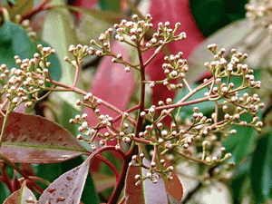 Taiwanese photinia(Photinia serratifolia)