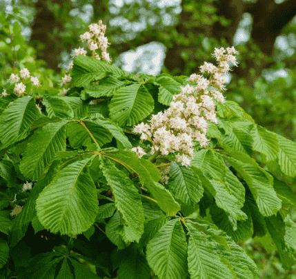Horse Chestnut