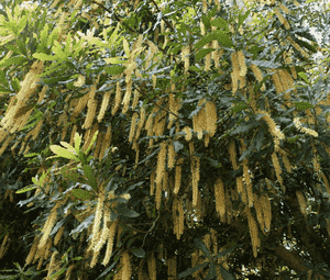 Macademia(Macadamia integrifolia)