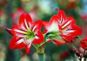 Belladonna lily(Amaryllis belladonna)