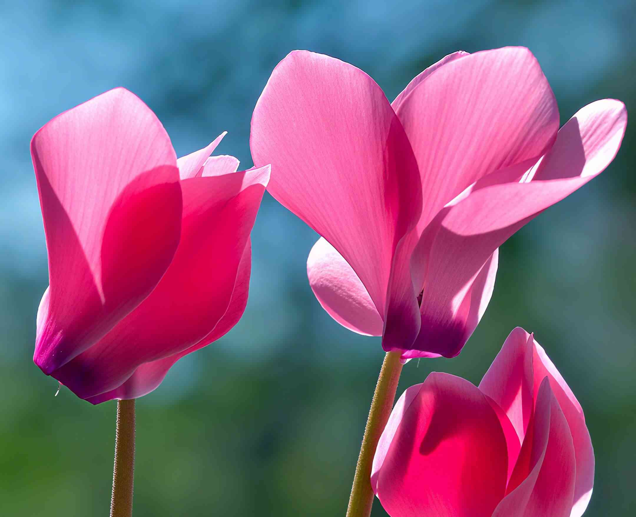 Persian cyclamen(Cyclamen persicum)
