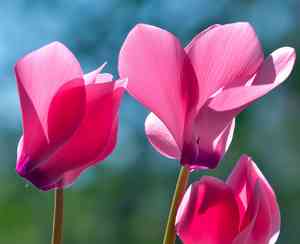Persian cyclamen(Cyclamen persicum)