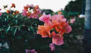 Great bougainvillea(Bougainvillea spectabilis)
