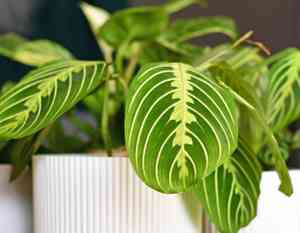 Prayer plant(Maranta leuconeura)