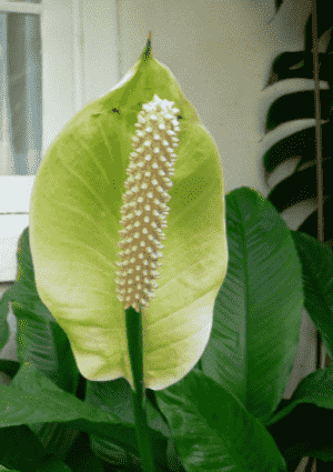 Spathiphyllum floribundum cv. Clevelandii(Spathiphyllum floribundum cv. Clevelandii)