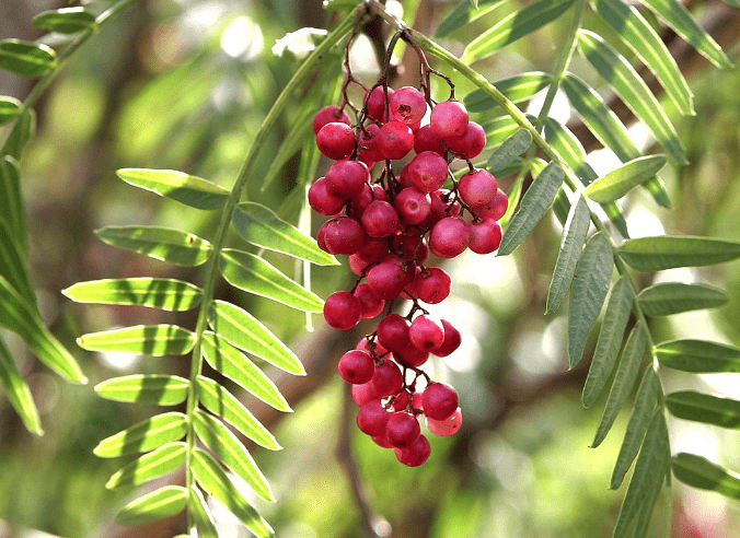 Peruvian peppertree