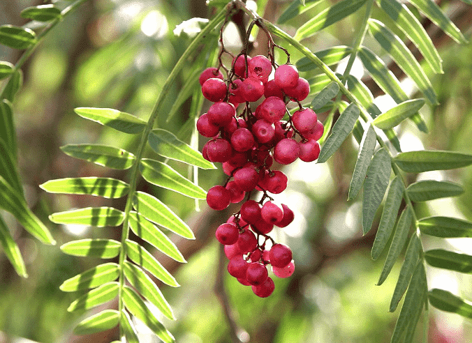 Peruvian peppertree