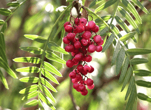Peruvian peppertree(Schinus molle)