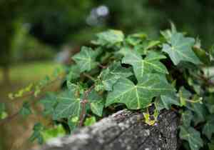 Algerian ivy(Hedera canariensis)
