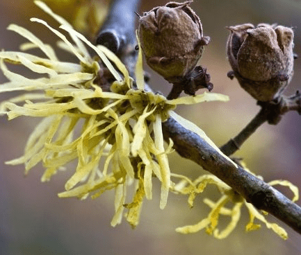 Witch hazel(Hamamelis virginiana)
