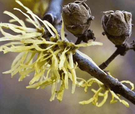 Witch hazel(Hamamelis virginiana)