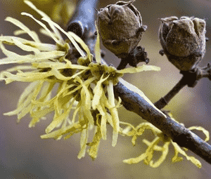 Witch hazel(Hamamelis virginiana)