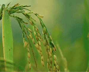Asian Rice(Oryza sativa)