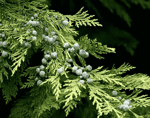 Lawson's cypress(Chamaecyparis lawsoniana)