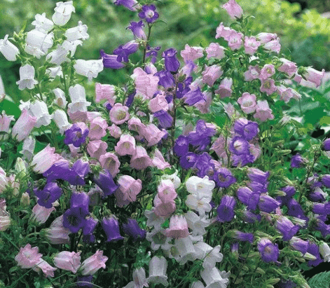 Canterbury bells
