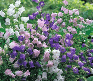 Canterbury bells(Campanula medium)