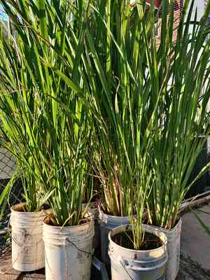 Manchurian wildrice(Zizania latifolia)