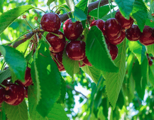 Sweet cherry(Prunus avium)
