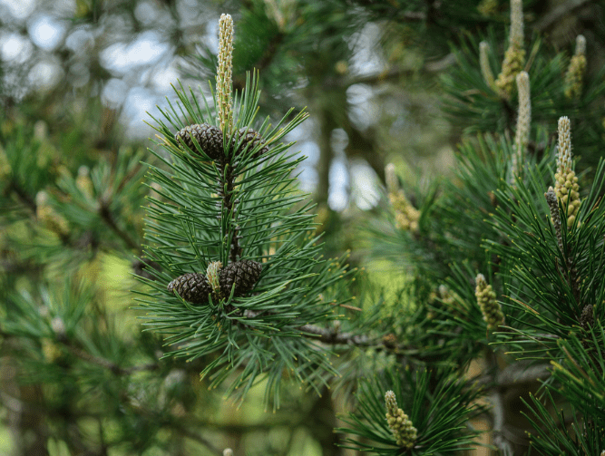 Mugo pine