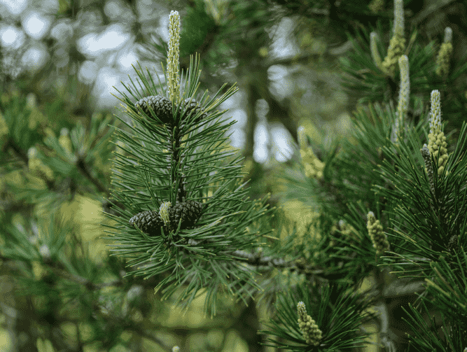 Mugo pine