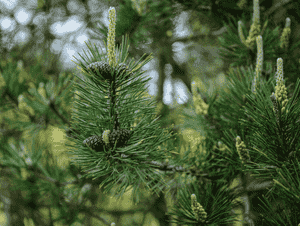 Mugo pine(Pinus mugo)
