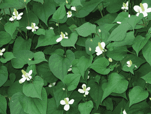 Chameleon plant(Houttuynia cordata)