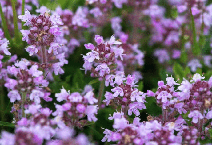 Creeping thyme