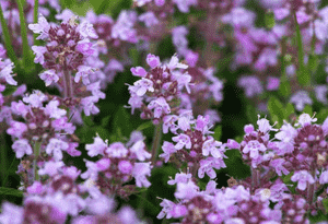 Creeping thyme(Thymus serpyllum)
