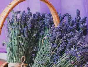 English lavender(Lavandula angustifolia)