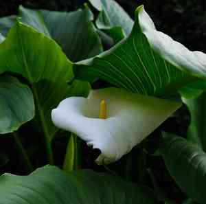 Calla lily(Zantedeschia albomaculata)