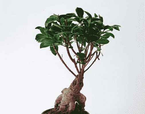 Indian Laurel(Ficus microcarpa)