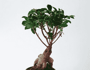 Indian Laurel(Ficus microcarpa)