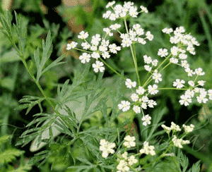 Annual caraway(Carum carvi)