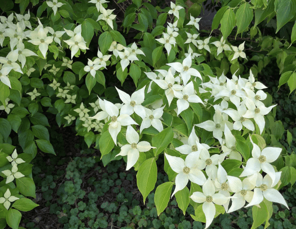 Kousa dogwood