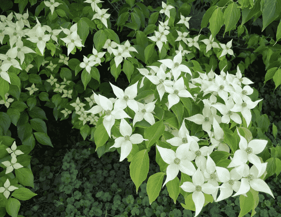 Kousa dogwood