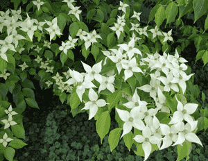 Kousa dogwood(Cornus kousa)