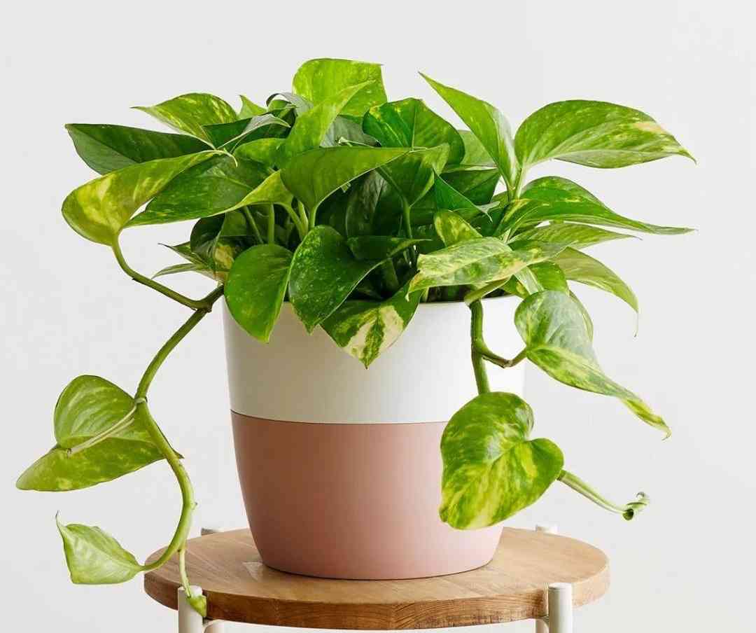 Golden pothos